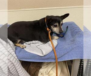 Chihuahua Dogs for adoption in Modesto, CA, USA