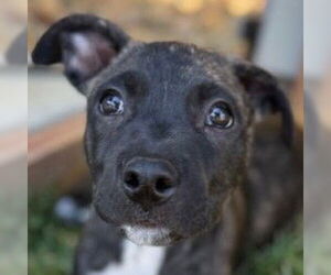 Mutt Dogs for adoption in Pleasanton, CA, USA