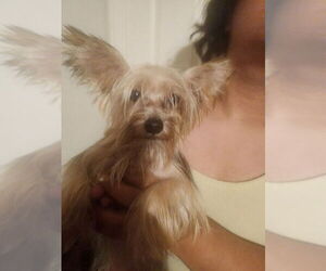 Papillon-Unknown Mix Dogs for adoption in Dana Point, CA, USA