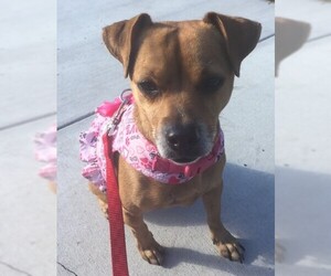 Chiweenie Dogs for adoption in Sanford, FL, USA