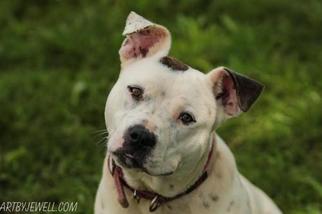 Jack-A-Bee Dogs for adoption in Rustburg, VA, USA