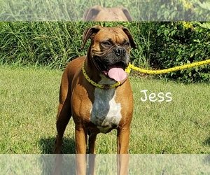 Boxer Dogs for adoption in Mount Carmel, IL, USA