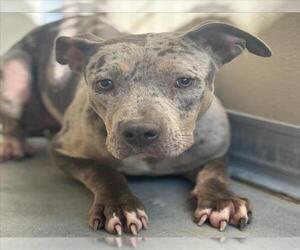 Staffordshire Bull Terrier-Unknown Mix Dogs for adoption in Texas City, TX, USA