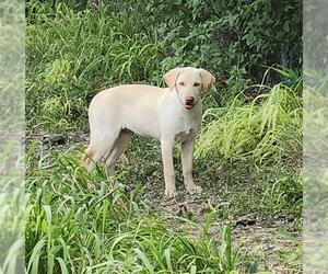 Labrador Retriever-Unknown Mix Dogs for adoption in San Antonio, TX, USA