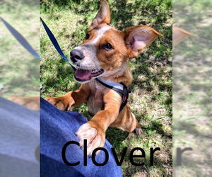 Red Heeler-Unknown Mix Dogs for adoption in Mountain View, AR, USA