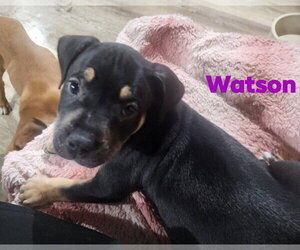 Rottweiler-Unknown Mix Dogs for adoption in Marine City, MI, USA
