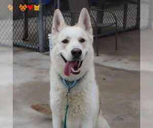 German Shepherd Dog-Huskies Mix Dogs for adoption in Center Township, PA, USA