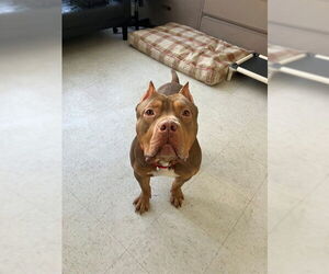 Mutt Dogs for adoption in Boston, MA, USA