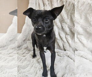 Chihuahua-Unknown Mix Dogs for adoption in El Centro, CA, USA