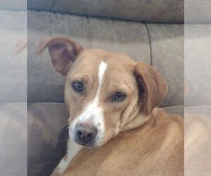 Feist Terrier-Mountain Cur Mix Dogs for adoption in Cookeville, TN, USA