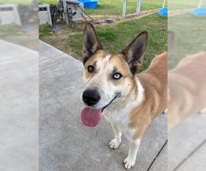 Mutt Dogs for adoption in Houston, TX, USA