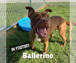 American Pit Bull Terrier-Unknown Mix Dogs for adoption in Louisville, KY, USA