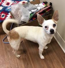 Chihuahua Dogs for adoption in Ceres, VA, USA