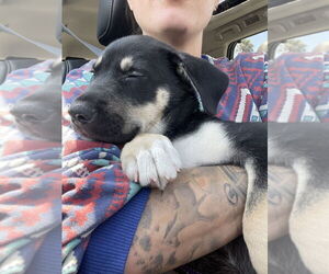 Labsky Dogs for adoption in Dana Point, CA, USA