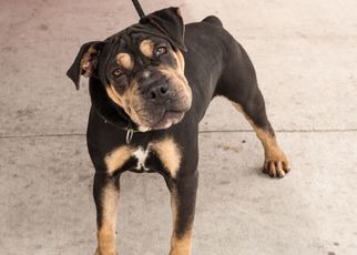 Bull-Pei Dogs for adoption in Pasadena, CA, USA