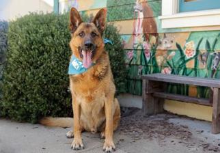 Medium Photo #1 German Shepherd Dog Puppy For Sale in Pacific Grove, CA, USA