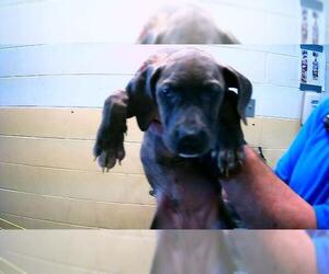 Mutt Dogs for adoption in Tulsa, OK, USA