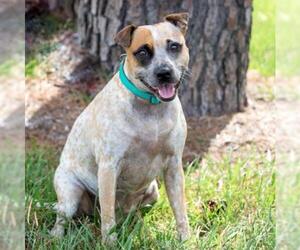 Mutt Dogs for adoption in The Woodlands, TX, USA