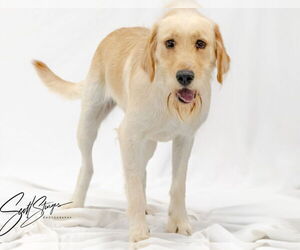 Poodle (Standard)-Unknown Mix Dogs for adoption in Brooklyn Center, MN, USA
