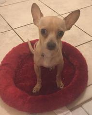 Chihuahua Dogs for adoption in Miami, FL, USA