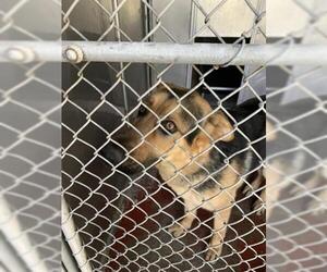 German Shepherd Dog Dogs for adoption in Redlands, CA, USA