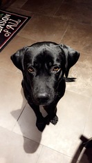 Labrador Retriever-Unknown Mix Dogs for adoption in Grimes, IA, USA