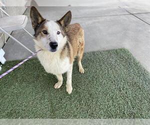 Border-Aussie Dogs for adoption in Modesto, CA, USA