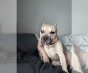 American Staffordshire Terrier Dogs for adoption in La Vergne, TN, USA