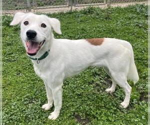 Labrador Retriever-Unknown Mix Dogs for adoption in Sacramento, CA, USA
