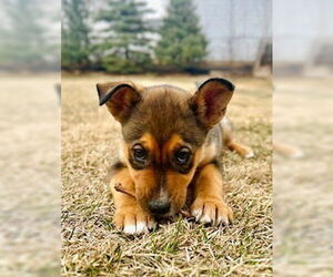 Mutt Dogs for adoption in Minneapolis, MN, USA