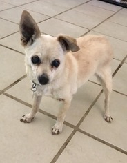 Chihuahua Dogs for adoption in Apple Valley, CA, USA