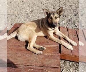 German Shepherd Dog Dogs for adoption in Frisco, CO, USA