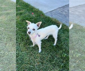 Chihuahua-Unknown Mix Dogs for adoption in Yuba City, CA, USA