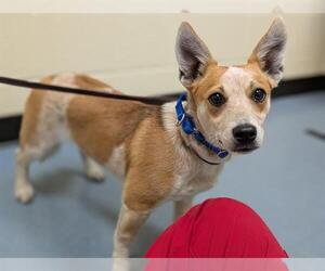 Pembroke Welsh Corgi-Unknown Mix Dogs for adoption in Denver, CO, USA