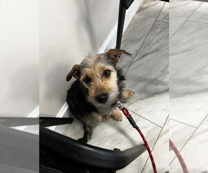 Mutt Dogs for adoption in Salt Lake City, UT, USA