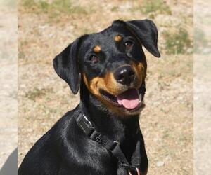 Doberman Pinscher-Unknown Mix Dogs for adoption in San Antonio, TX, USA