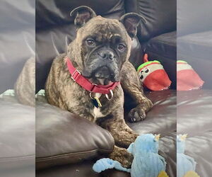 Boxer-Unknown Mix Dogs for adoption in Dumont, NJ, USA