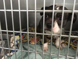 Boston Terrier Dogs for adoption in Minneapolis, MN, USA