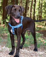 Labralas Dogs for adoption in Eureka Springs, AR, USA