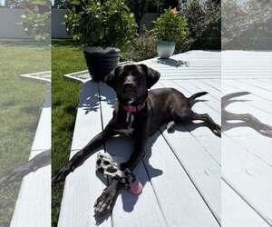 Labrador Retriever-Unknown Mix Dogs for adoption in Woodbury, NY, USA