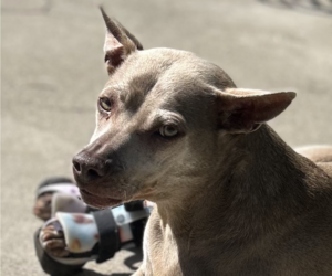 Thai Ridgeback-Unknown Mix Dogs for adoption in San Ramon, CA, USA