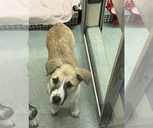 German Shepherd Dog-Unknown Mix Dogs for adoption in Plano, TX, USA