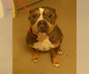 American Bulldog Dogs for adoption in Sanford, FL, USA