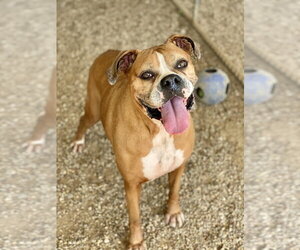 Boxer Dogs for adoption in Austin, TX, USA
