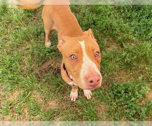 American Pit Bull Terrier Dogs for adoption in Tulsa, OK, USA