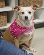 Chihuahua Dogs for adoption in Waterford, VA, USA