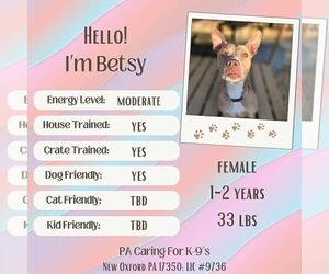 American Staffordshire Terrier-Unknown Mix Dogs for adoption in New Oxford , PA, USA