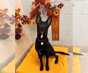 German Shepherd Dog-Unknown Mix Dogs for adoption in Brighton, CO, USA
