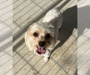 Maltese Dogs for adoption in Oak Bluffs, MA, USA