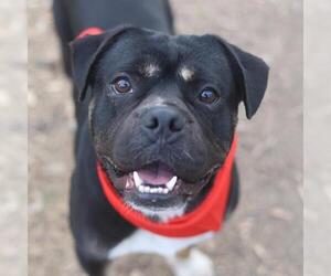 American Bulldog-Unknown Mix Dogs for adoption in San Antonio, TX, USA